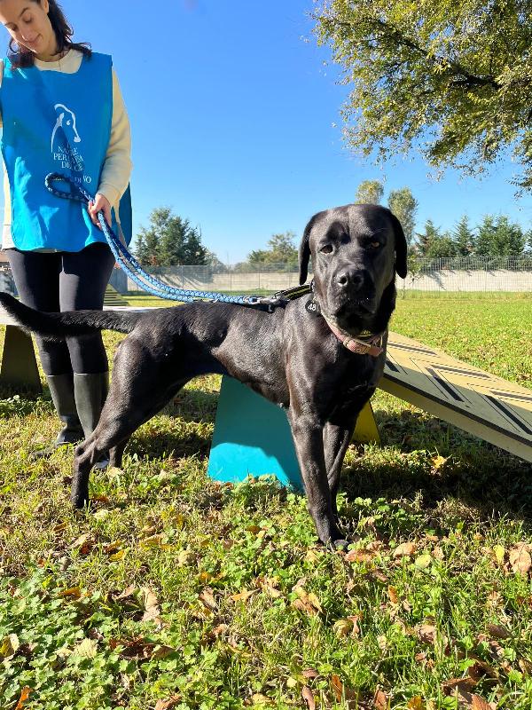 CARBONELLA CANE CORSO Foto 4